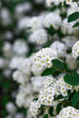 Beyaz çalıların bol çiçekli hali. Spiraea arguta, gelin çelengi.