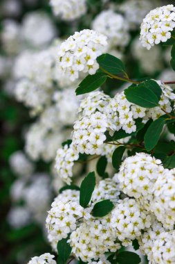 Çiçekli beyaz çelenk Spirea Spiraea arguta, gelin çelengi.