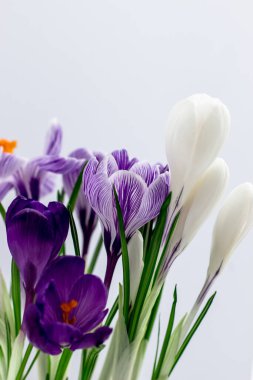 Yay kartpostalında mesaj için boşluk var. Beyaz arka planda folet ve beyaz timsahlar. Yan görünüm