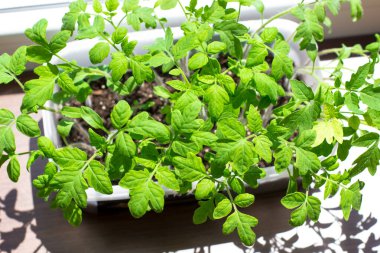 Pencere kenarında domates fideleri. Genç domates filizleri