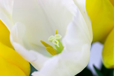 Beyaz lale yakın plan. Makro fotoğraf. Seçici odak