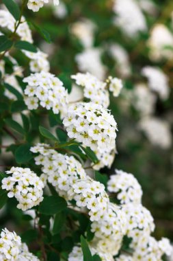 Çiçekli beyaz çelenk Spirea (Spiraea arguta), gelin çelengi.