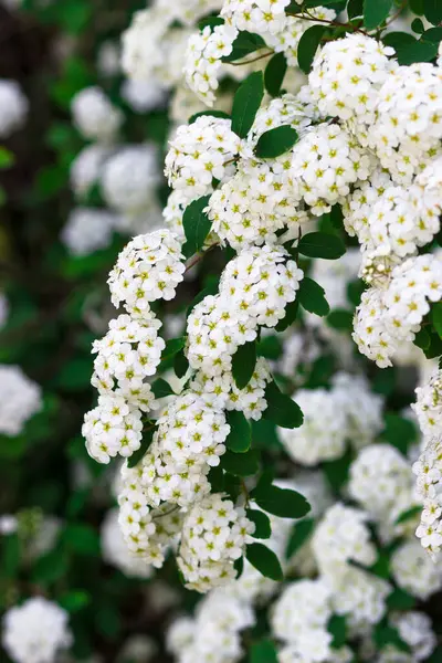Beyaz çalıların bol çiçekli hali. Spiraea arguta, gelin çelengi.