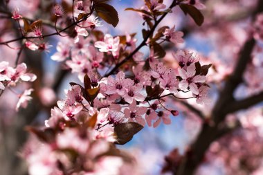 Mavi gökyüzüne karşı kiraz çiçeği dalı. Güzel bahar kartpostalı