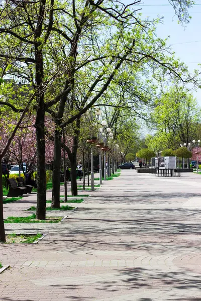 Şehirdeki kiraz çiçekleri sokağı. Güzel şehir manzarası