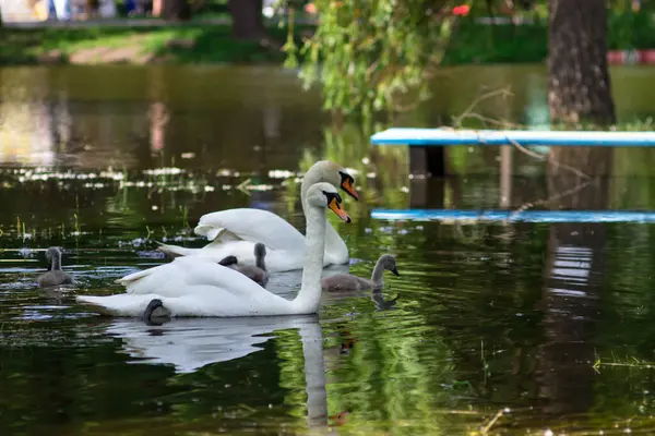Ukraine, Zaporozhye, Oak Guy Park. May 2023. Swans swim in a flooded park