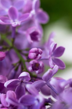 Leylakların makro fotoğrafı. Kapalı bahar kartpostalı