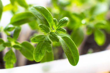 Çiftlik. Domates tohumu yakın plan. Genç yeşil domates filizleri. Domatesin ekolojik ev ekimi