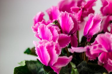 Spring floral composition with bright cyclamen flowers in the pot