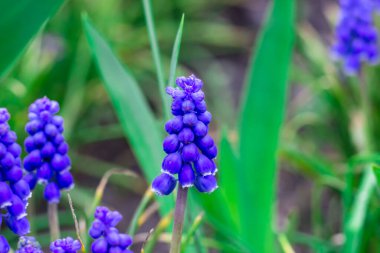 Muscari. Mavi bahar çiçekleri. Bahar kartpostalı