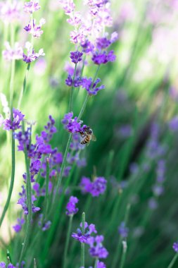 Bal arısı lavantadan polen topluyor. Arı arka planda lavanta çiçeğinin üzerinde uçuyor.