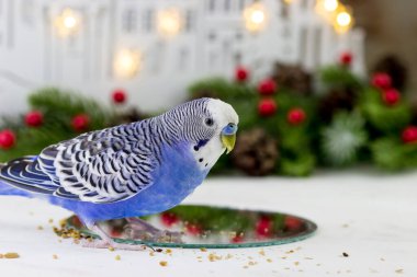 Budgerigar aynada Noel dekoruna bakıyor