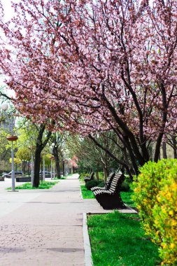 Ukrayna, Zaporizhzhia., Şehir Sokağı, 2023. Bahar şehri, çiçek açan ağaçların arasındaki banklar.