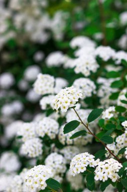 Beyaz çalıların bol çiçekli hali. Spiraea arguta, gelin çelengi.