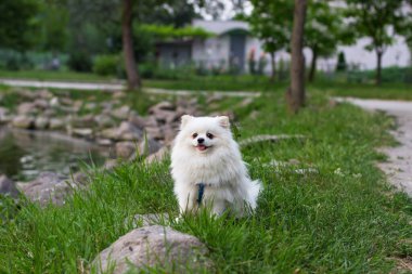 Yürüyüşe çıkmış şirin küçük beyaz tükürük. Parktaki gölün kıyısındaki beyaz köpek
