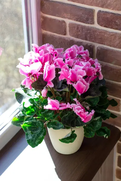 Stock image Bright bouquet of cyclamen on the windowsill. Home plants on the background of the kirpitch wall