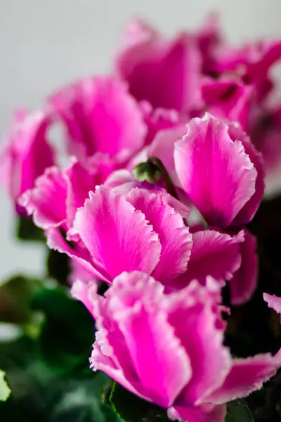 stock image Bright and beautiful indoor flower. Cyclamen is purple in color. Postcard