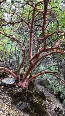 Çilek Ağacı 'nın ilginç kırmızı dalları. Caledonia Falls Yolu, Kıbrıs, Haziran 2024