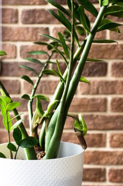 Büyük, güzel bir Zamioculcas çiçeği tuğla bir duvara karşı. Beyaz bir tencerede kapalı bitkiler.