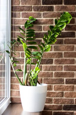 Büyük, güzel bir Zamioculcas çiçeği tuğla bir duvara karşı. Beyaz bir tencerede kapalı bitkiler.