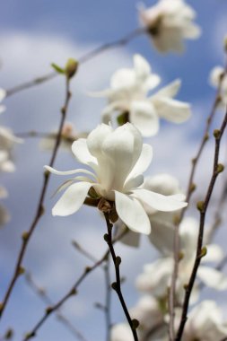 Mavi gökyüzüne karşı büyük beyaz manolyalar. Beyaz manolyalar tamamen çiçek açmış.