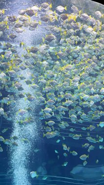 There are many fish in the shape of a whirlpool. Picturesque views of the water world