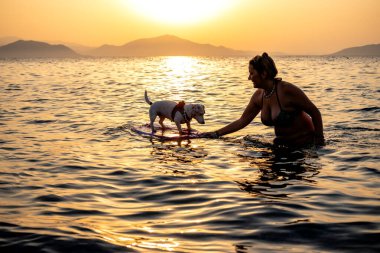 Küçük cesur bir köpek sahibiyle sörf tahtasında sörf yapmayı öğreniyor. Güzel gün batımı.