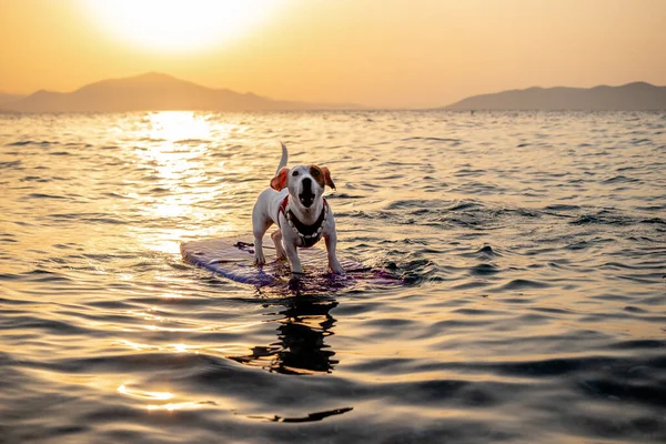 Gün batımında küçük cesur bir köpek sörf tahtasında sörf yapıyor..