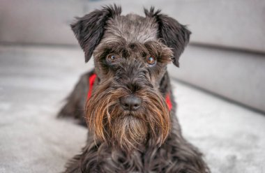 Oturma odasında yerde yatan siyah bir Schnauzer köpeğinin yakın plan fotoğrafı. Samimi, hayvan dostu konsepti.