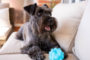 Yakın plan Schnauzer köpeği, evin arka planındaki bulanık fayans zeminde ve beyaz beton duvarda uyumak için yalan söyledi..