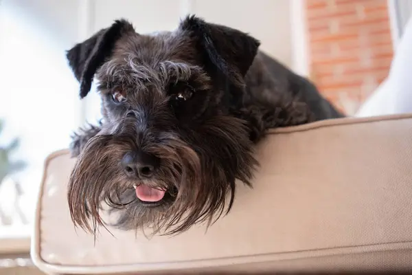 Close up Closeup shot of a black mini schnauzer dog lying on a grey couch in the living room. Cozy, animal friends concept.