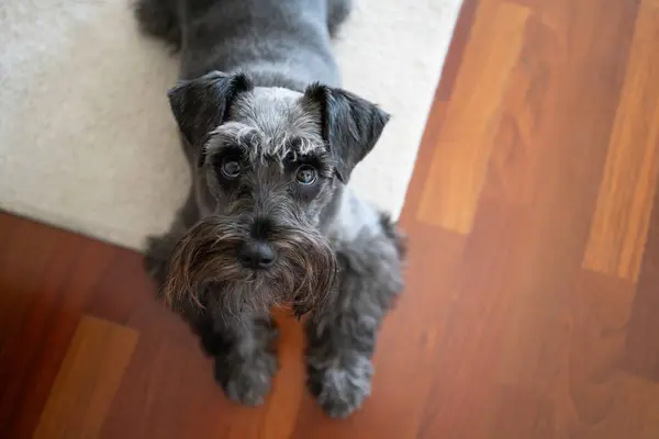 Closeup shot of a black mini schnauzer dog lying on the floor in the living room. Cozy, animal friends concept.
