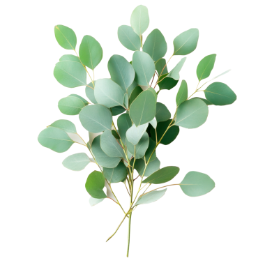 Şeffaf arka planda taze okaliptüs yaprakları. PNG şeffaf.