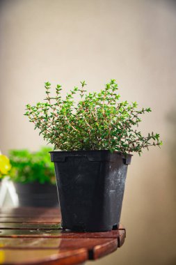 Baharatlı kekik. Salonda bitki. Masada sağlıklı yemek atıştırmalıkları.