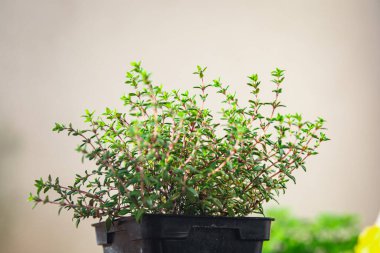 Baharatlı kekik. Salonda bitki. Masada sağlıklı yemek atıştırmalıkları.