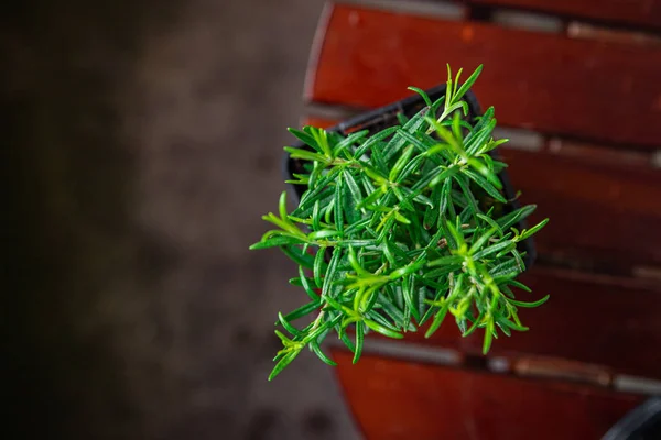 Rosmarin Blumentopf Zimmerpflanze Einem Topf Gesunde Mahlzeit Lebensmittel Snack Auf — Stockfoto
