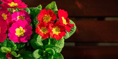 Çiçek saksısında çiçek açan bahçe çiçekleri.