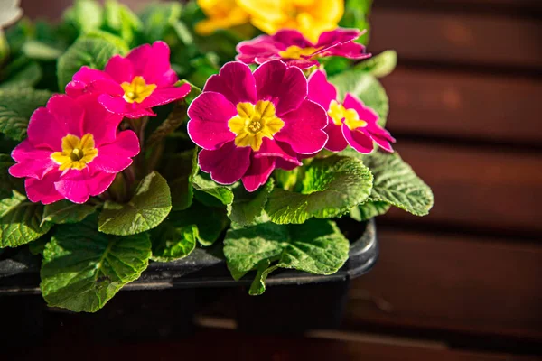 Primrose Flowers Flower Pot Outdoor Blooming Garden Street Flower Vegetation — Stock Photo, Image