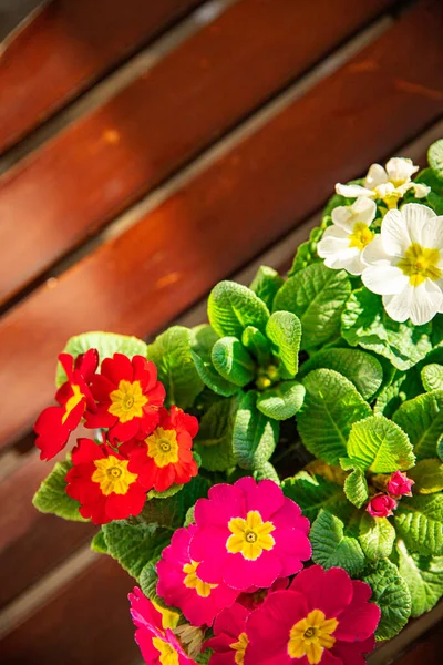 stock image primrose flowers in flower pot outdoor blooming garden street flower vegetation