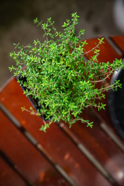 stock image thyme in pot spice indoor plant  healthy food snack on the table copy space food background rustic top view