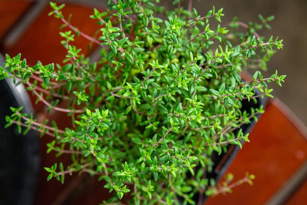 Baharatlı kekik. Salon içi bitki. Masaya sağlıklı yiyecek.