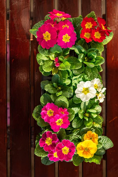 Primrose Flowers Flower Pot Outdoor Beautiful Blooming Garden Street Flower — Stock Photo, Image