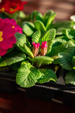 Çiçek saksısında çiçek açan çiçekler çok renkli açık hava güzel çiçek açan sokak çiçeği bitkisi