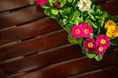 Çiçek saksısında çiçek açan çiçekler çok renkli açık hava güzel çiçek açan sokak çiçeği bitkisi