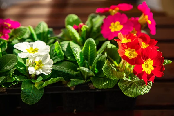 Primrose Flowers Flower Pot Multicjlored Outdoor Beautiful Blooming Garden Street — Stock Photo, Image