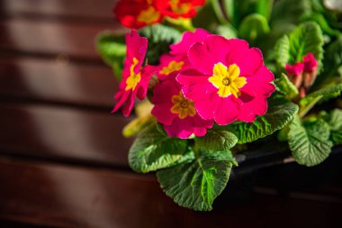 Çiçek saksısında çiçek açan çiçekler çok renkli açık hava güzel çiçek açan sokak çiçeği bitkisi