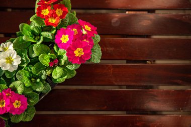 Çiçek saksısında çiçek açan çiçekler çok renkli açık hava güzel çiçek açan sokak çiçeği bitkisi