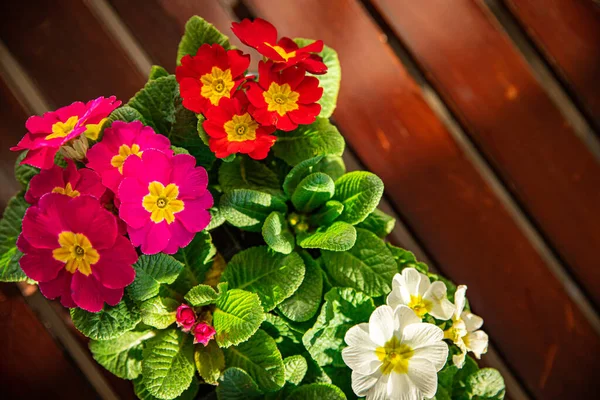 Primrose Flowers Flower Pot Multicjlored Outdoor Beautiful Blooming Garden Street — Stock Photo, Image