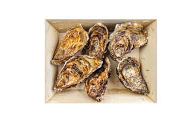 İstiridye kabuklu taze istiridye deniz ürünleri meyvesi. Yemek için hazır. Fotokopi masasında.