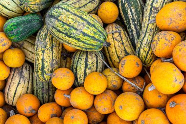 balkabağı taze hasat farklı türde balkabağı abur cuburu açık hava fotokopisi arka plan kırsal manzaralı vejetaryen yiyecekler henüz tanışılmadı